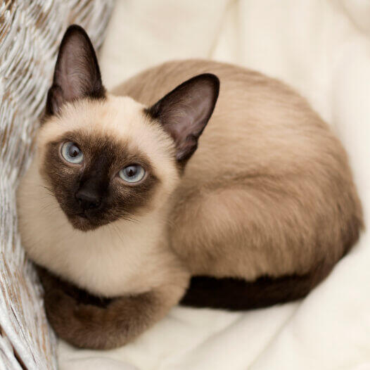 Traditional store siamese cat